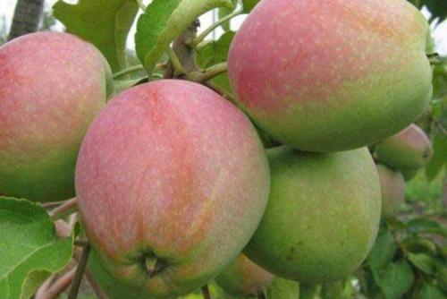 Осенний сорт яблок на а. Лучшие сорта яблок: фото, названия и описания (каталог)