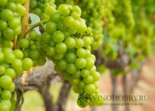 Какой виноград лучше для домашнего вина. Лучшие сорта винограда для производства вина. Какие подойдут для Подмосковья и Сибири