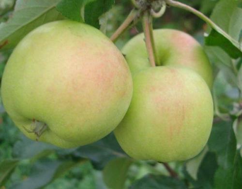 Зимняя яблоня сорта для Урала. Зимостойкие сорта яблонь для Урала и Сибири