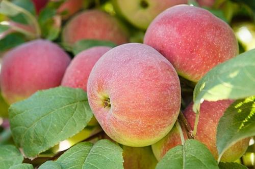 Зимняя яблоня сорта для Урала. Зимостойкие сорта яблонь для Урала и Сибири