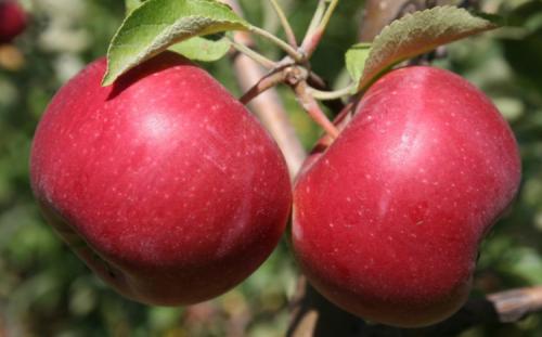 Зимняя яблоня сорта. Всё про зимние сорта яблок