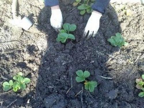 Полуниця альбион. Полуниця альбіон - вирощування в саду і в домашніх умовах
