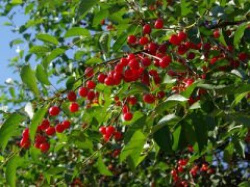 Когда спеет вишня в саратовской области. Когда спеет вишня