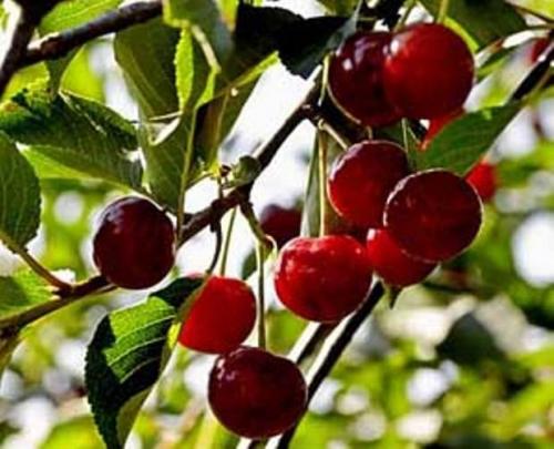 Когда спеет вишня. Созрела вишня в саду 02