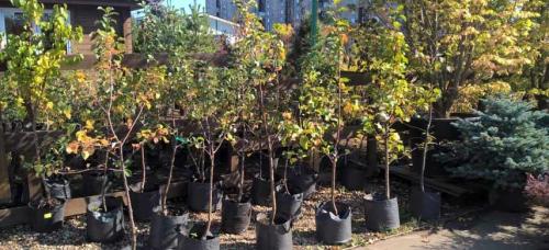 Когда сажают вишню. Где и как сажать сливы