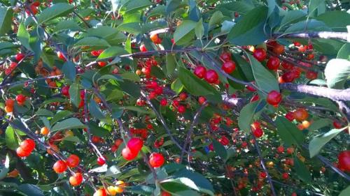 Когда спеет вишня. Созрела вишня в саду 01