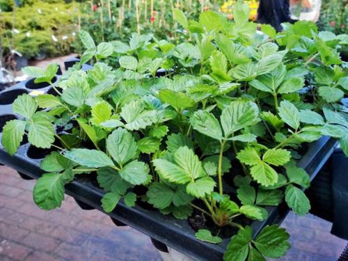 Земляника Руяна размножение. Земляника сорт Руяна: лесной вкус на радость детям