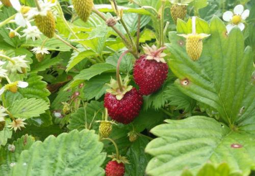 Земляника Руяна из семян, как вырастить. Земляника Руяна. Описание сорта, фото, отзывы
