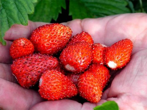 Земляника Руяна размножение. Земляника сорт Руяна: лесной вкус на радость детям