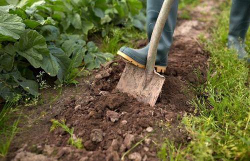 Земляника Руяна из семян, как вырастить. Земляника Руяна. Описание сорта, фото, отзывы