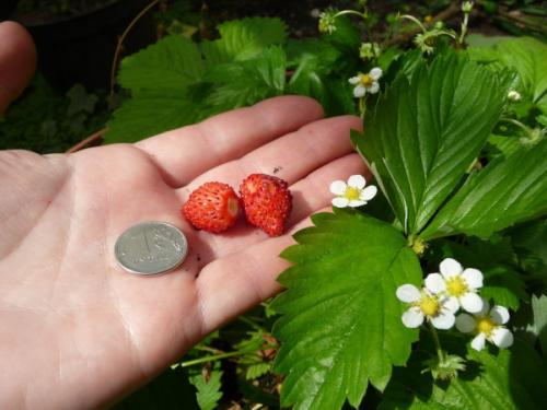 Земляника Руяна из семян, как вырастить. Земляника Руяна. Описание сорта, фото, отзывы