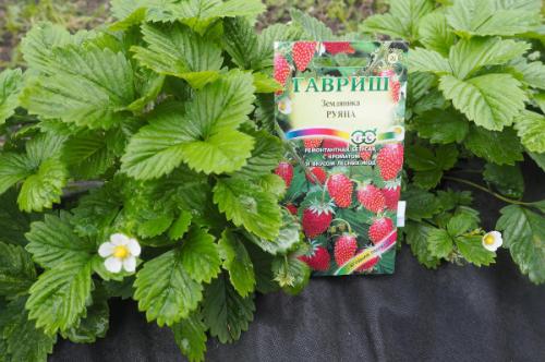 Земляника Руяна из семян, как вырастить. Земляника Руяна. Описание сорта, фото, отзывы