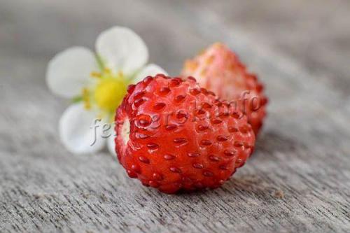 Земляника Руяна на балконе. Выращивание земляники Руяна из семян