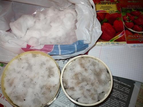 Земляника ремонтантная безусая Руяна выращивание из семян. Описание и характеристика сорта земляники Руяна 11