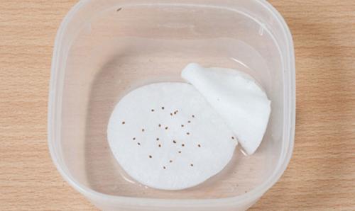 Земляника Руяна из семян, как вырастить. Земляника Руяна. Описание сорта, фото, отзывы