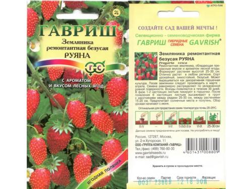 Земляника Руяна размножение. Земляника сорт Руяна: лесной вкус на радость детям