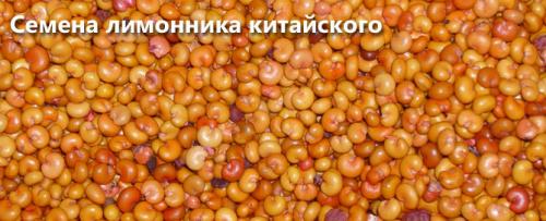 Как вырастить на участке лимонник китайский. Выращивание и уход