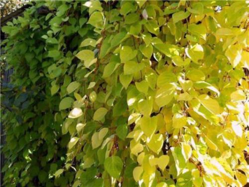 Как формировать лимонник китайский. Как выглядит китайский лимонник