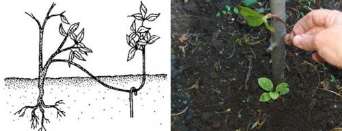 Как вырастить на участке лимонник китайский. Выращивание и уход