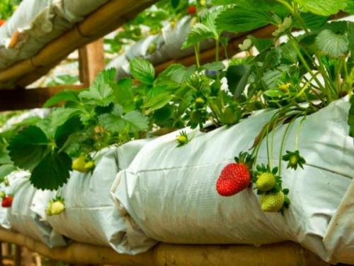 Выращивание клубники на приусадебном участке. Способы выращивания