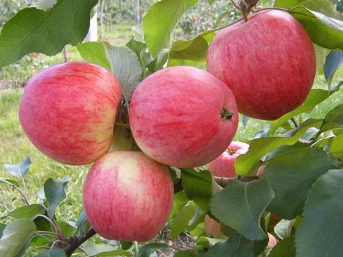 Осенние сорта яблонь. Сорта яблонь: 32 лучших сорта 2022 с описанием и фото