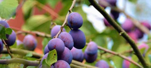 Соседство плодовых деревьев и кустарников таблица на участке. Совместимость садовых деревьев друг с другом и другими культурами