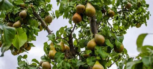 Соседство плодовых деревьев и кустарников таблица на участке. Совместимость садовых деревьев друг с другом и другими культурами