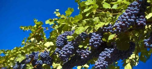 Соседство плодовых деревьев и кустарников таблица на участке. Совместимость садовых деревьев друг с другом и другими культурами