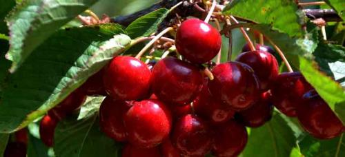 Соседство плодовых деревьев и кустарников таблица на участке. Совместимость садовых деревьев друг с другом и другими культурами