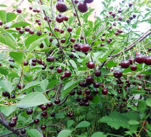 Опылители для вишни шоколадница лучшие. Опылители вишни шоколадницы