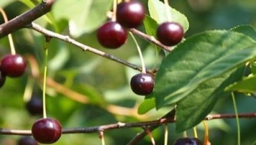 Опылители для вишни жуковская