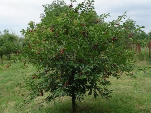 Опылители для вишни шоколадница лучшие. Опылители вишни шоколадницы