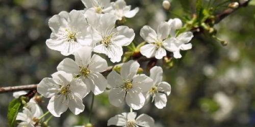 Опылители для вишни жуковская