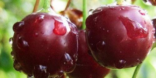 Опылители для вишни жуковская