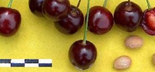 Опылители для вишни жуковская