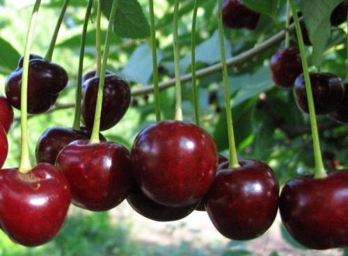 Опылители для вишни жуковская