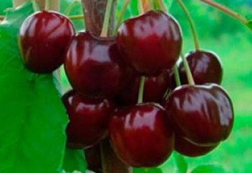 Опылители для вишни жуковская