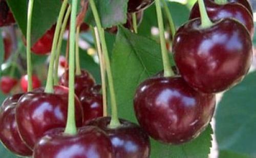 Опылители для вишни жуковская