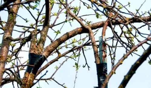 Обломилась ветка у яблони в июле с яблоками, что делать. Отломилась ветка яблони: что делать