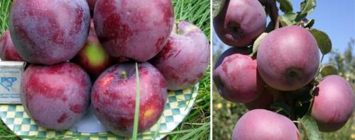 Яблони с яблоками. Сорта яблок, которые плодоносят летом