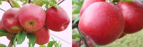 Яблони с яблоками. Сорта яблок, которые плодоносят летом