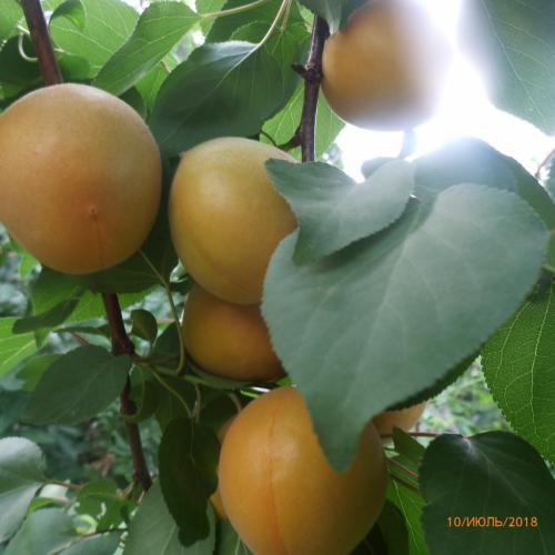 Крупные сорта абрикоса. Виды абрикосов 04