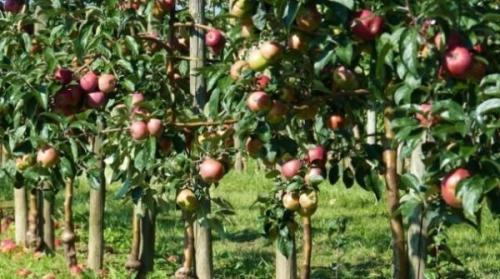 Сорта яблонь устойчивые к парше. Какие существуют иммунные сорта яблонь, устойчивые к парше