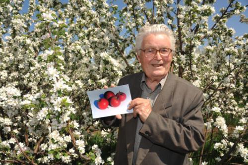 Сорта яблонь устойчивые к парше. Какие существуют иммунные сорта яблонь, устойчивые к парше