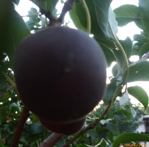 Крупные сорта абрикоса. Виды абрикосов 07