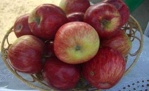 Сорта яблонь устойчивые к парше. Какие существуют иммунные сорта яблонь, устойчивые к парше