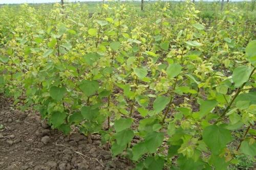 Крупные сорта абрикоса для Средней полосы морозостойкие. Посадка и уход за абрикосом в Средней Полосе, лучшие сорта и особенности выращивания