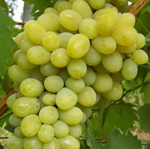 Сорта винограда по алфавиту