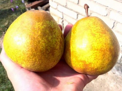 Ранний сорт груши. Летние сорта груш 09
