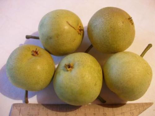 Ранний сорт груши для урала. Скороспелка Свердловская (Талица)